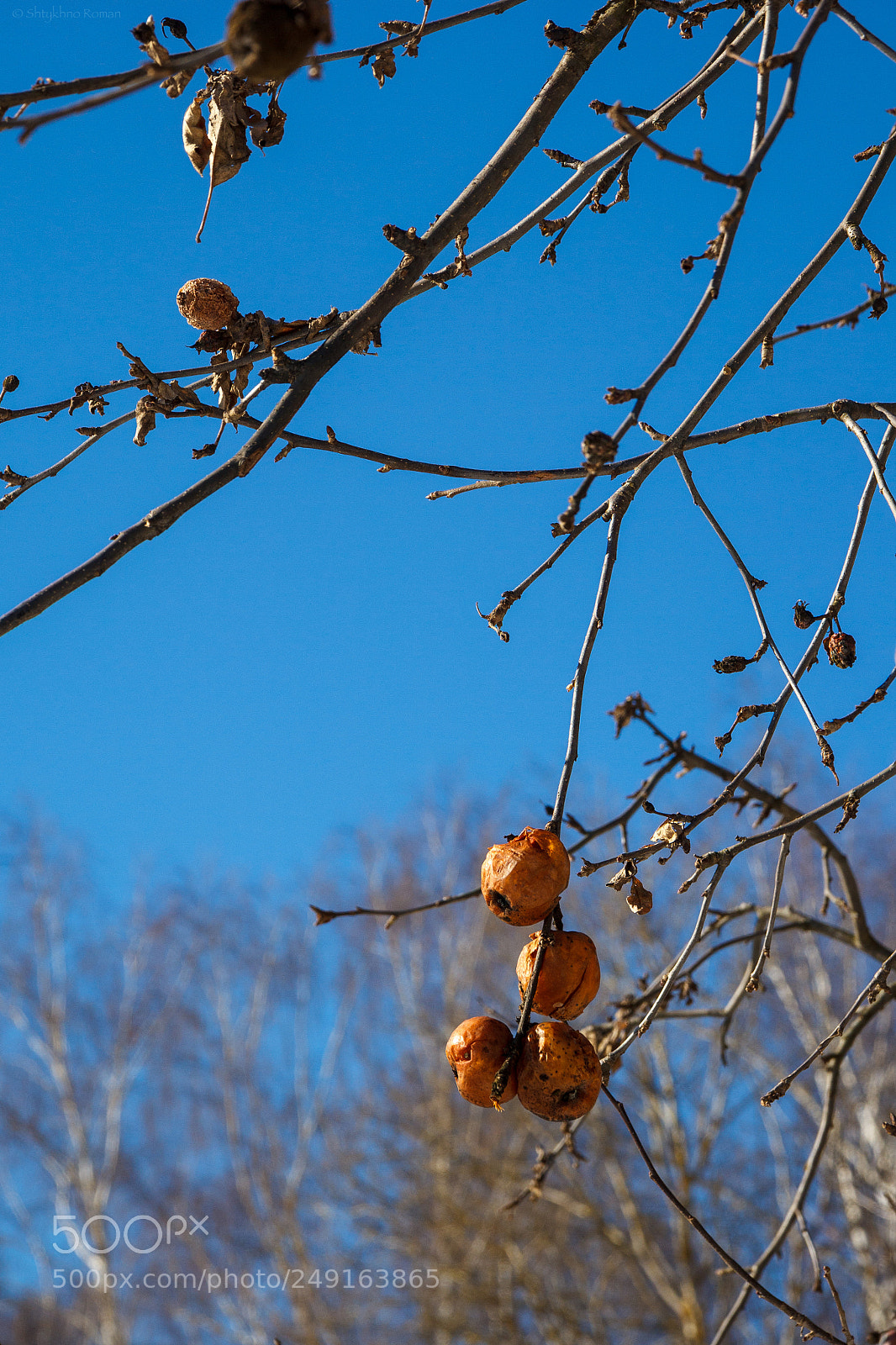 Canon EOS 60D sample photo. Old apples photography