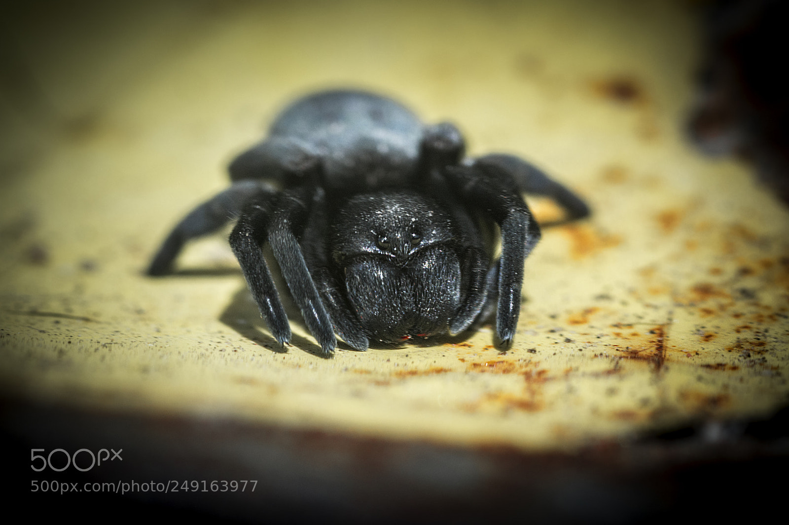 Nikon D3200 sample photo. Itsy bitsy spider photography