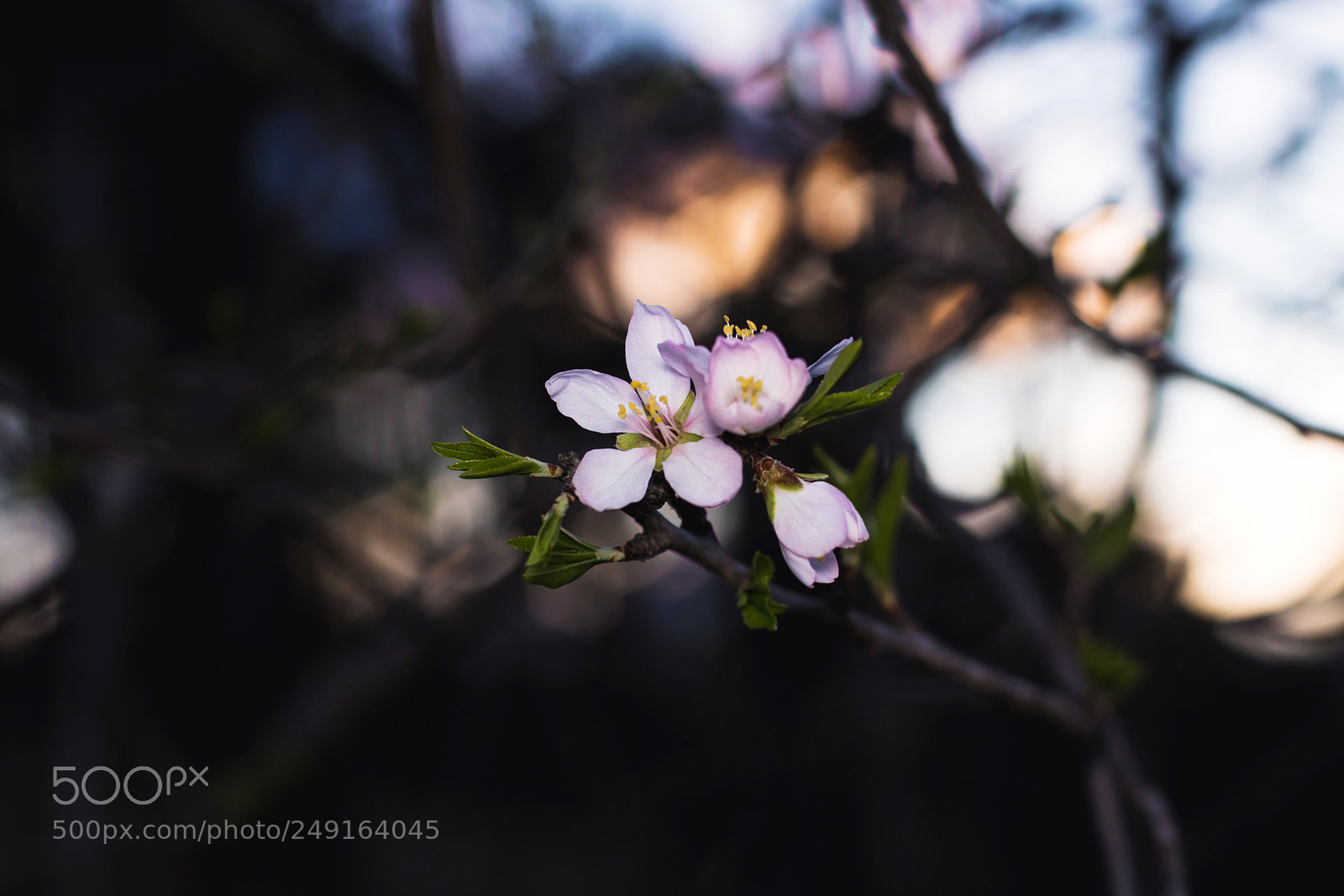 Canon EOS 750D (EOS Rebel T6i / EOS Kiss X8i) sample photo. Untitled photography