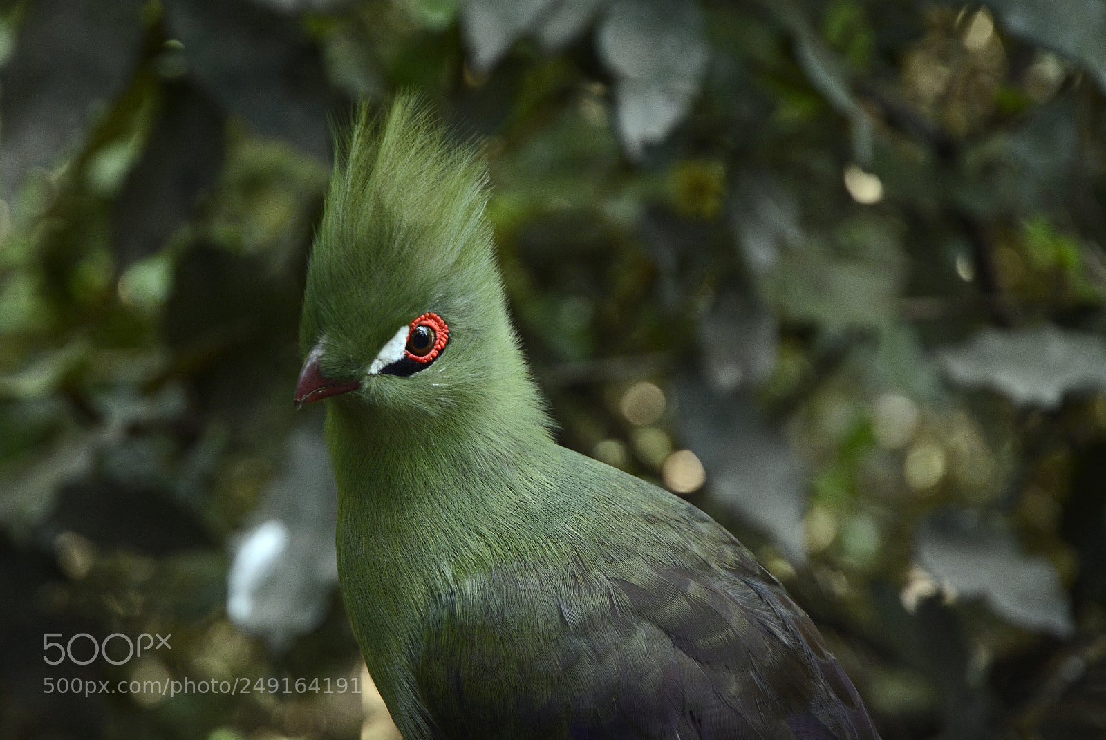 Nikon D7100 sample photo. Buffoni green turaco photography
