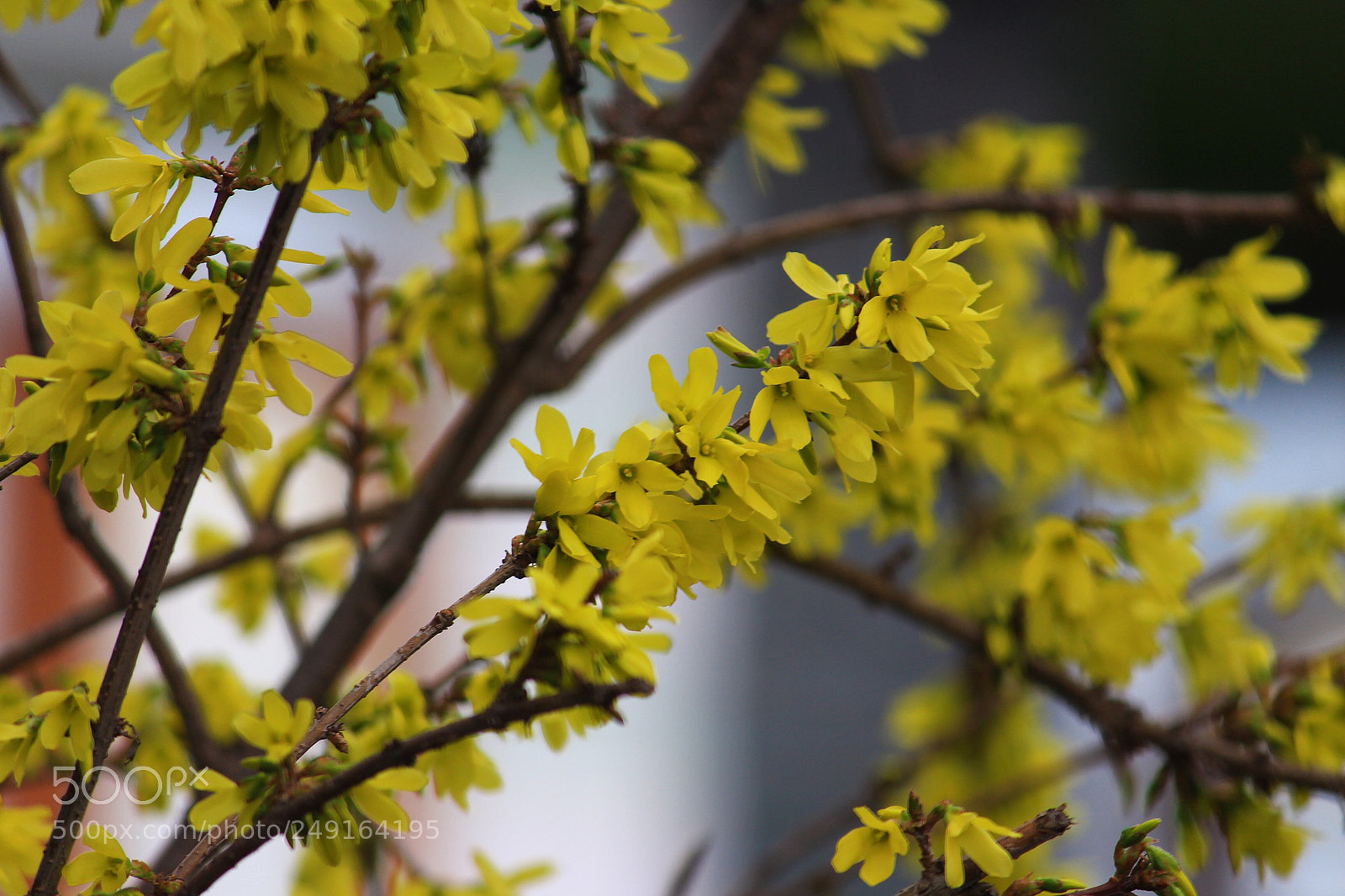 Canon EOS 700D (EOS Rebel T5i / EOS Kiss X7i) sample photo. Untitled photography