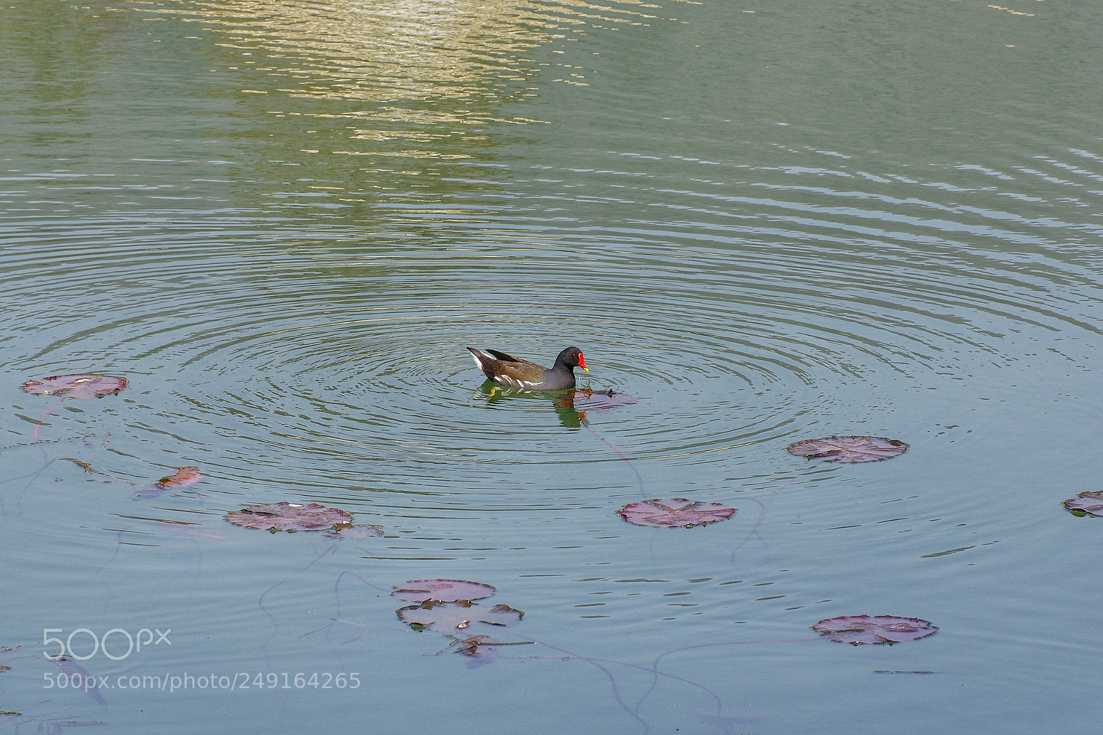 Pentax K-3 II sample photo. Untitled photography