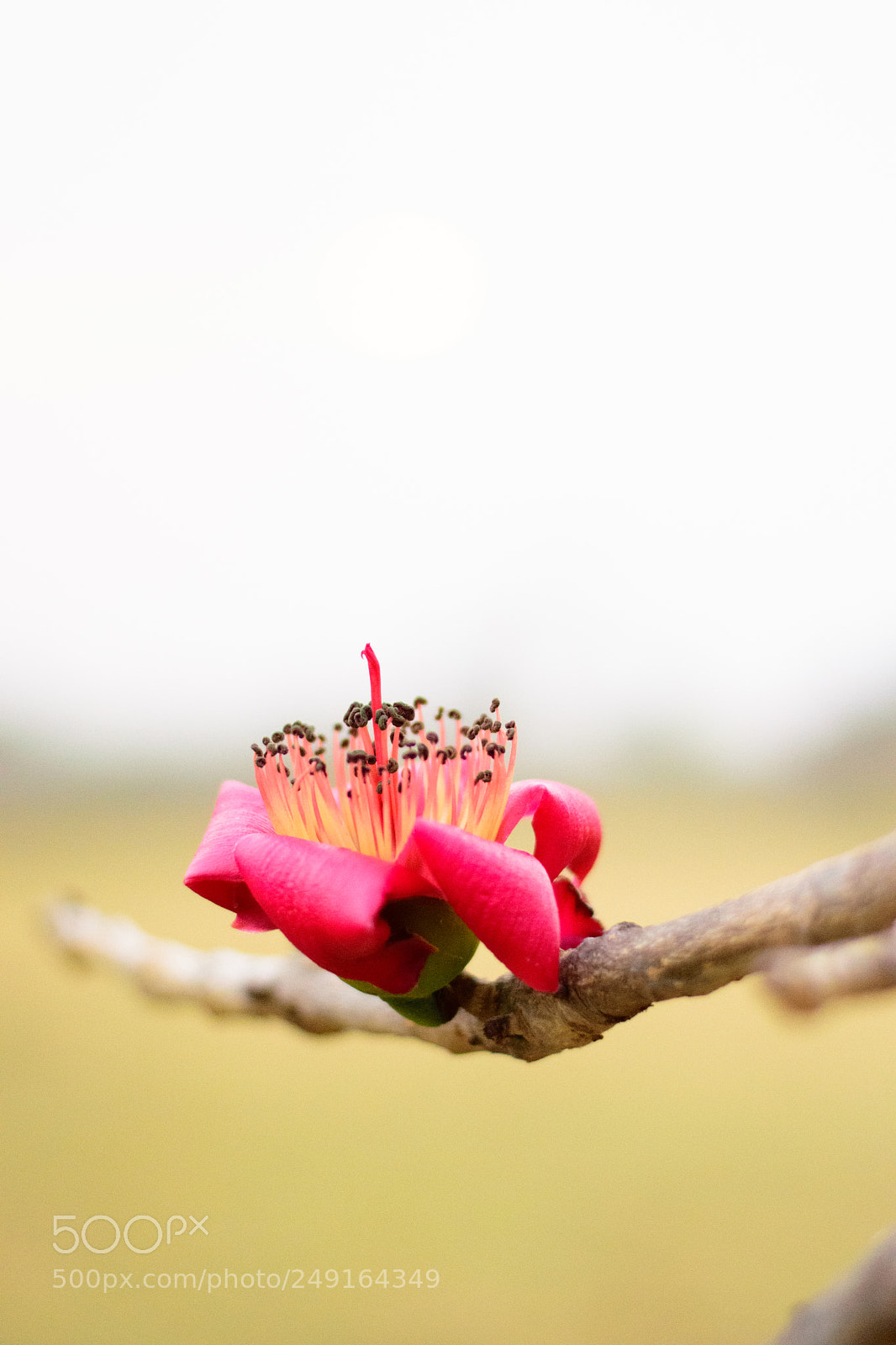 Nikon D5300 sample photo. Red silk cotton photography