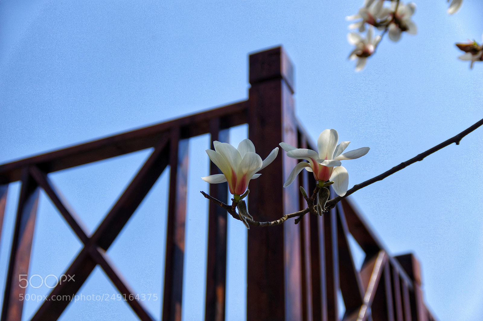 Pentax K-3 II sample photo. Untitled photography