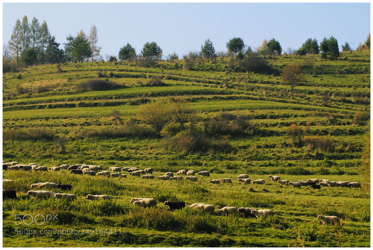 Canon EOS 1100D (EOS Rebel T3 / EOS Kiss X50) sample photo. The sheep are coming photography