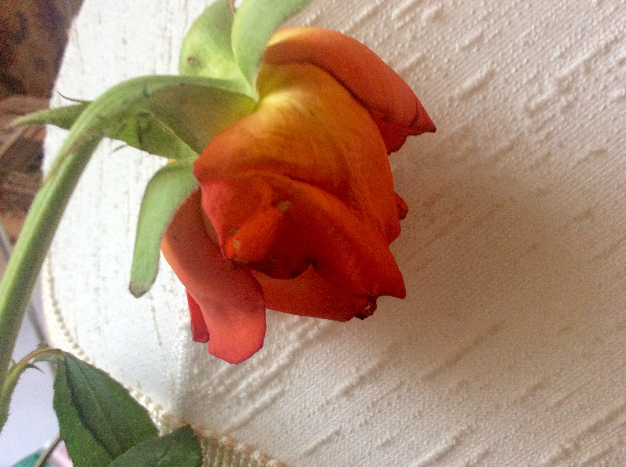 Apple iPad Air sample photo. Tea rose photography