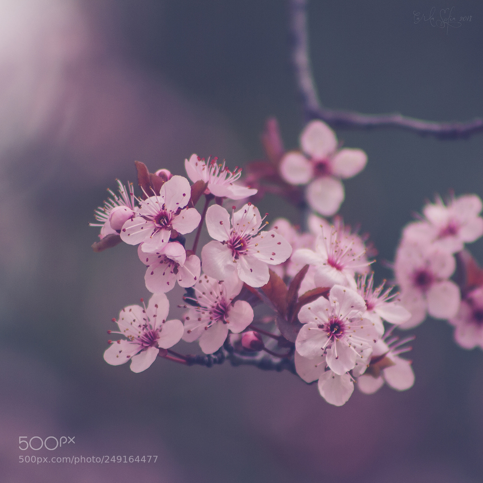 Canon EOS 1000D (EOS Digital Rebel XS / EOS Kiss F) sample photo. 184 - blossom photography