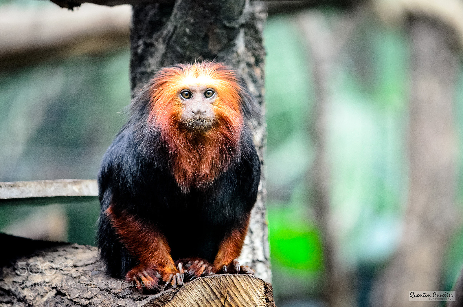 Nikon D7000 sample photo. Golden-headed lion tamarin photography