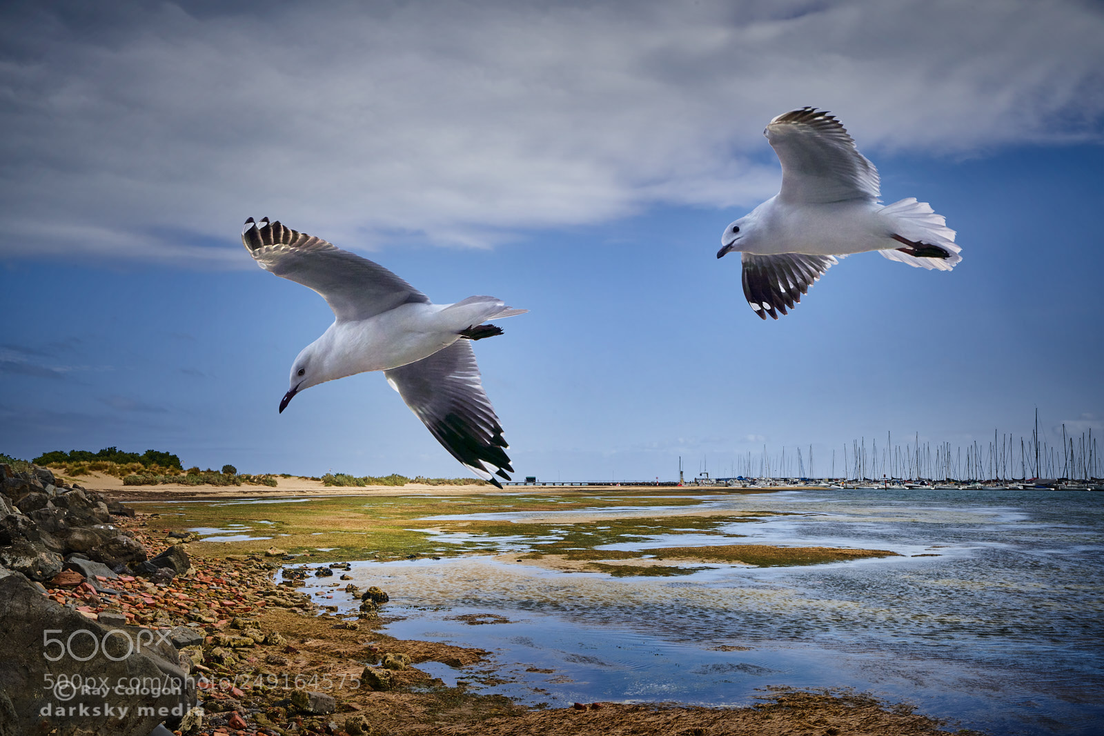 Sony a7R III sample photo. Dodging and diving photography