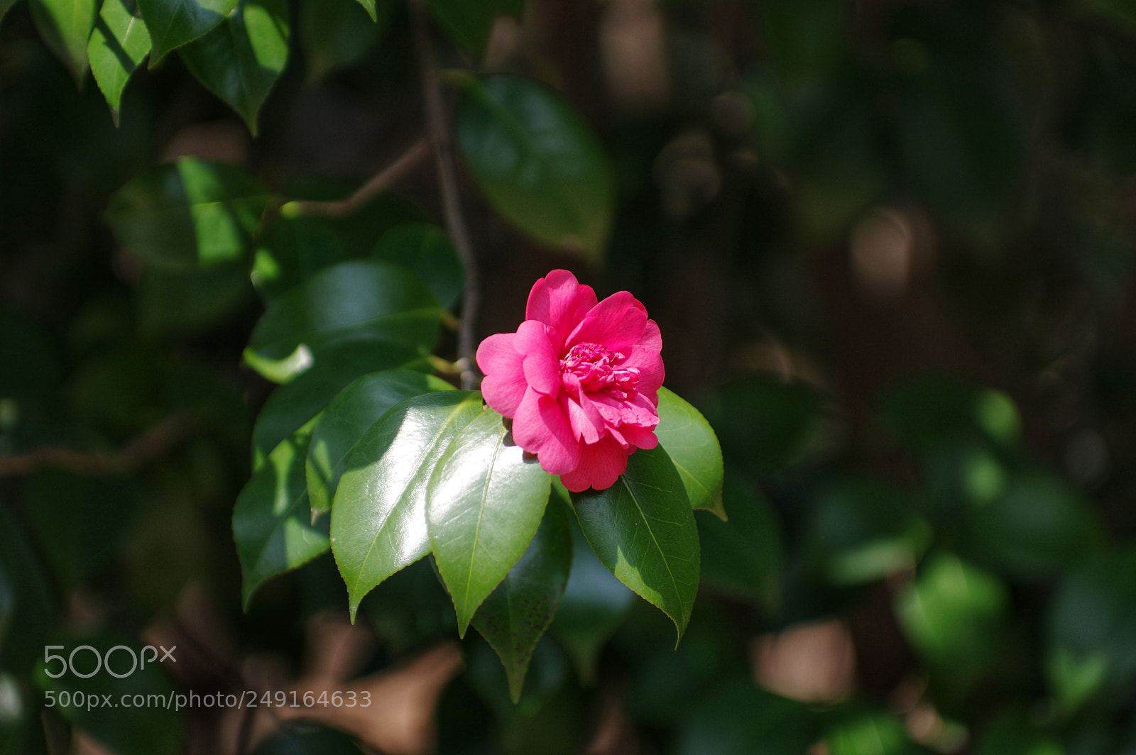 Pentax K-3 II sample photo. Untitled photography