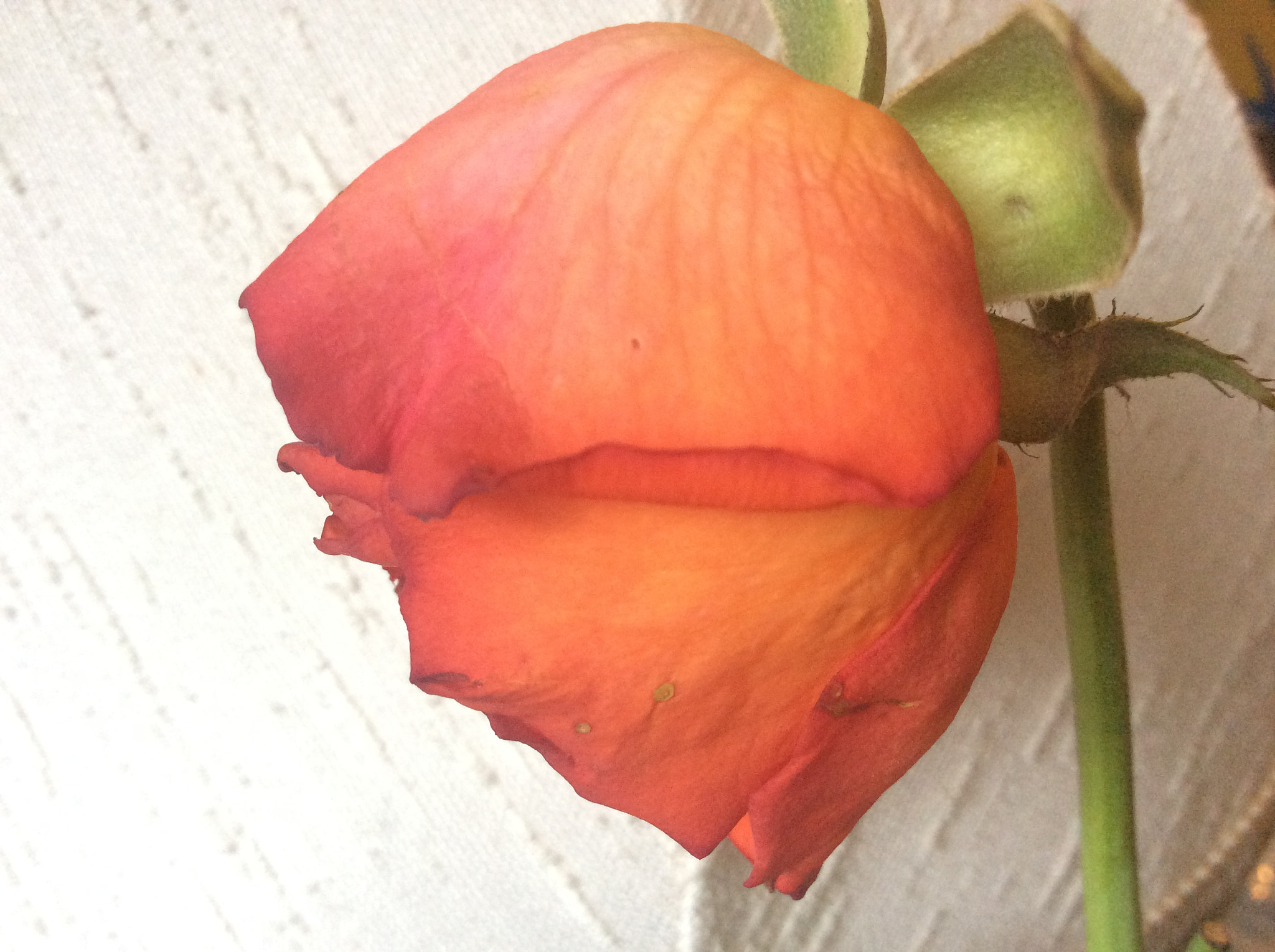 Apple iPad Air sample photo. Tea rose photography