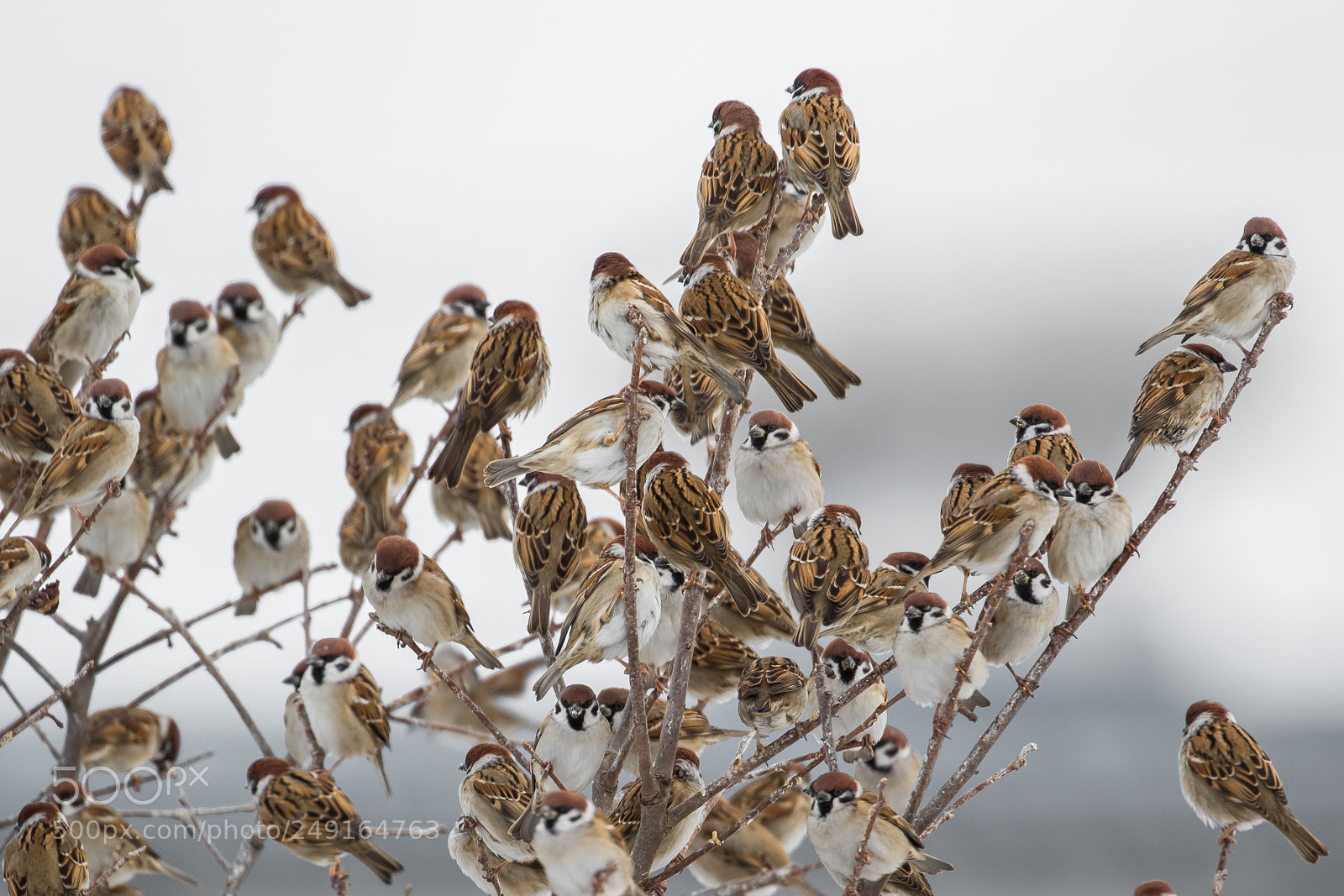 Canon EOS 7D Mark II sample photo. Tree of sparrow tree photography