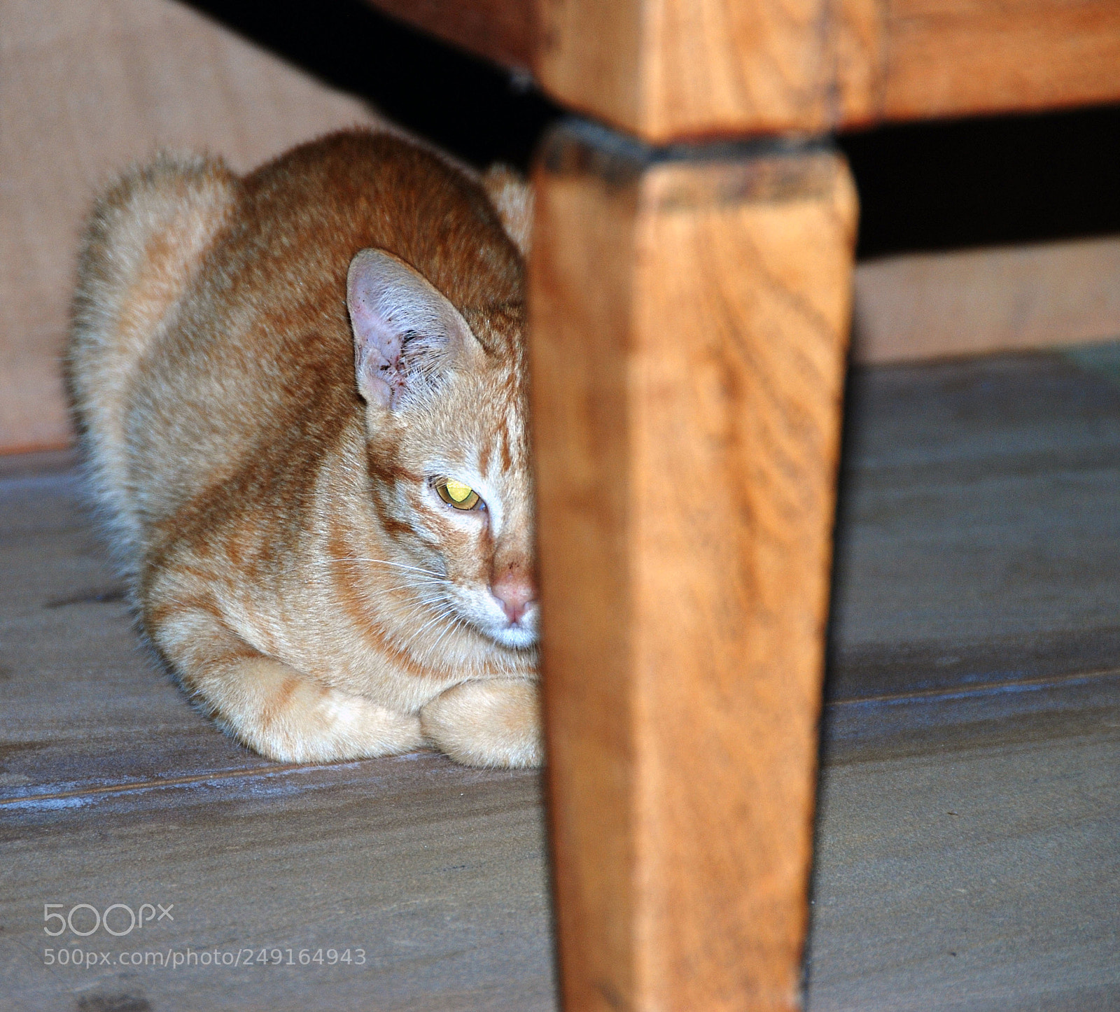 Nikon D80 sample photo. Pattaya hotel cat. photography