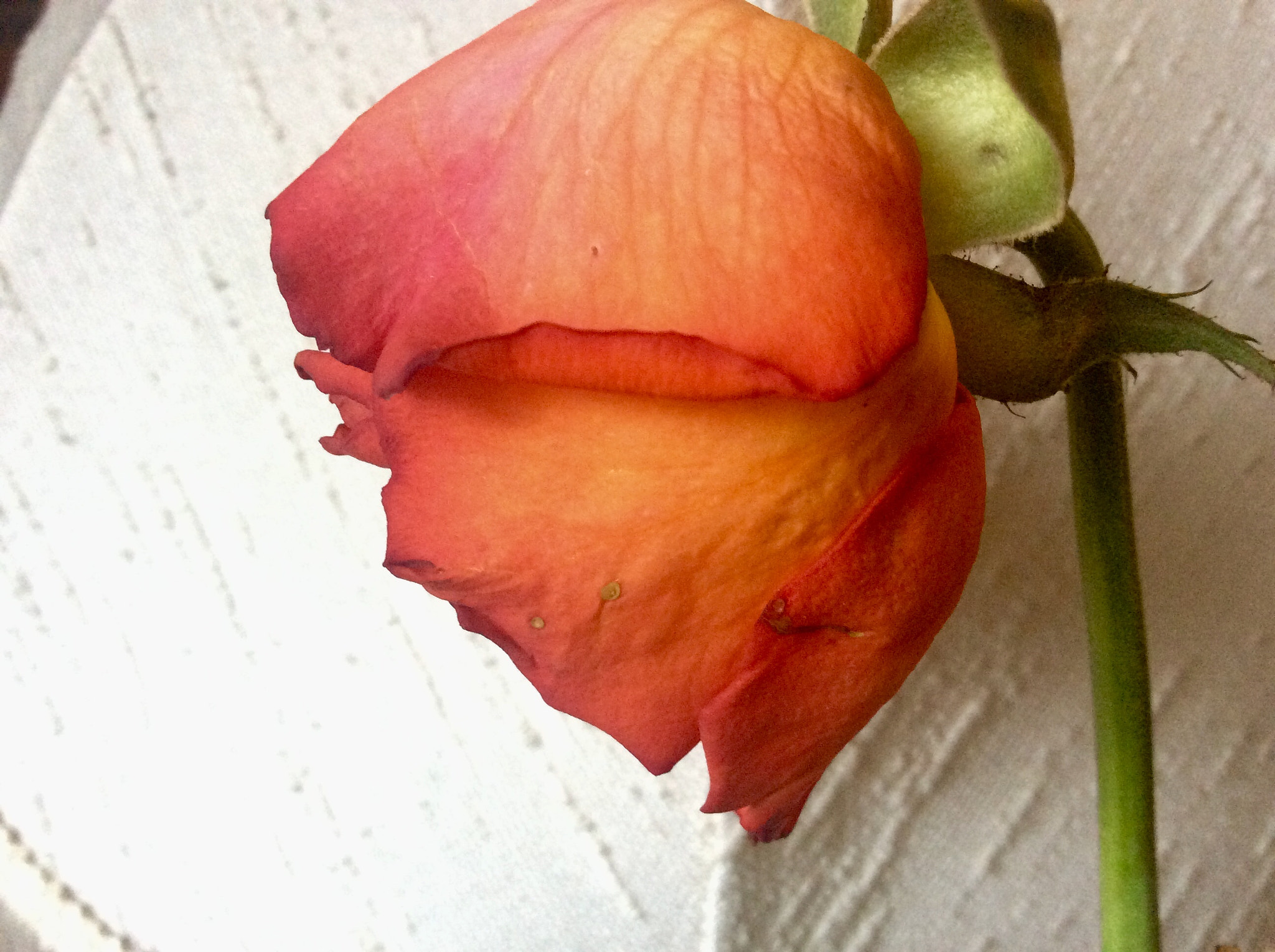 Apple iPad Air sample photo. Tea rose photography