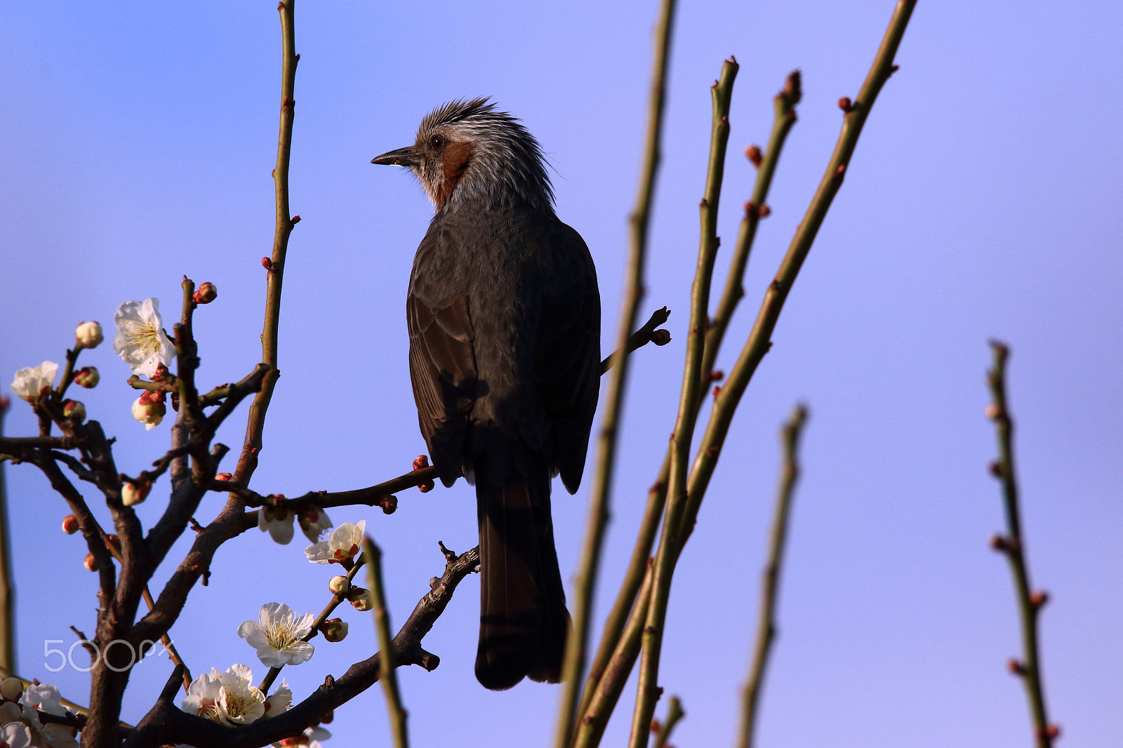 Sigma 150-600mm F5-6.3 DG OS HSM | C sample photo. Bird and plum photography