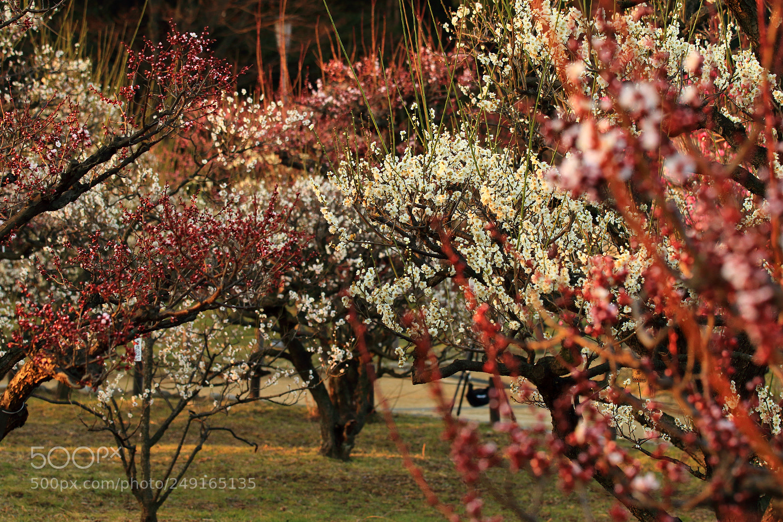 Canon EOS 7D Mark II sample photo. Plum trees photography
