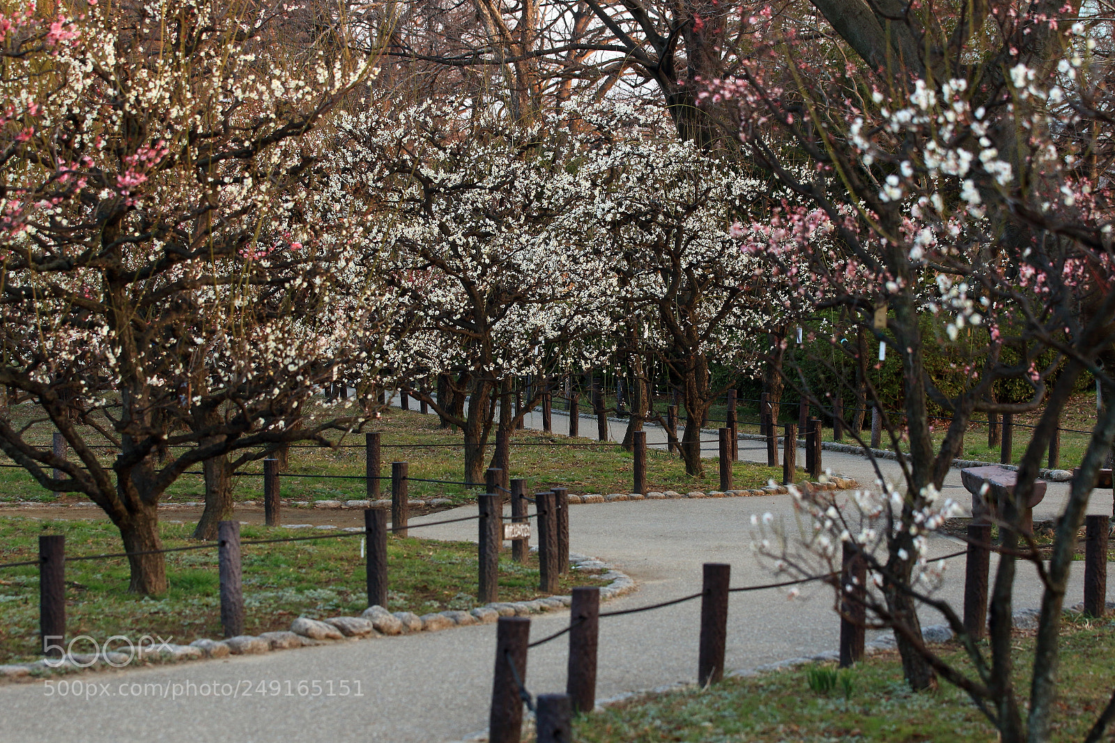 Canon EOS 7D Mark II sample photo. Plums photography