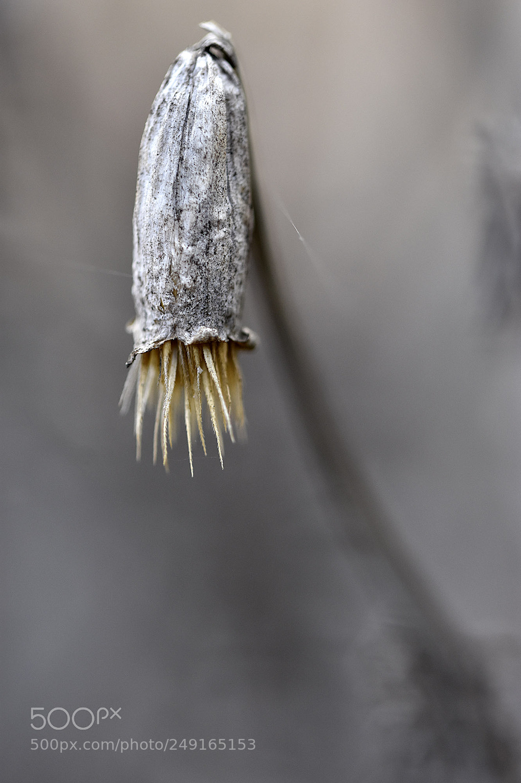 Nikon D7200 sample photo. Alien flower photography