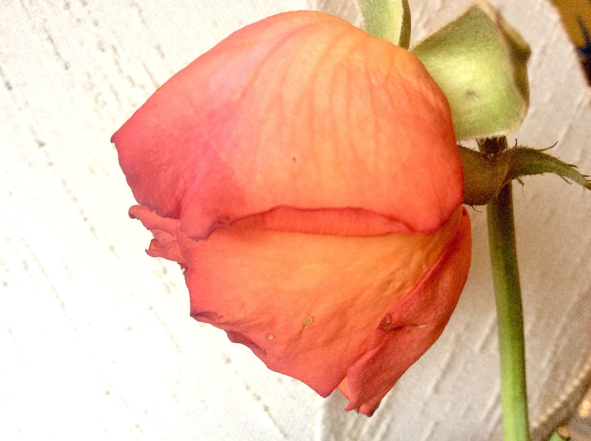 Apple iPad Air sample photo. Tea rose photography