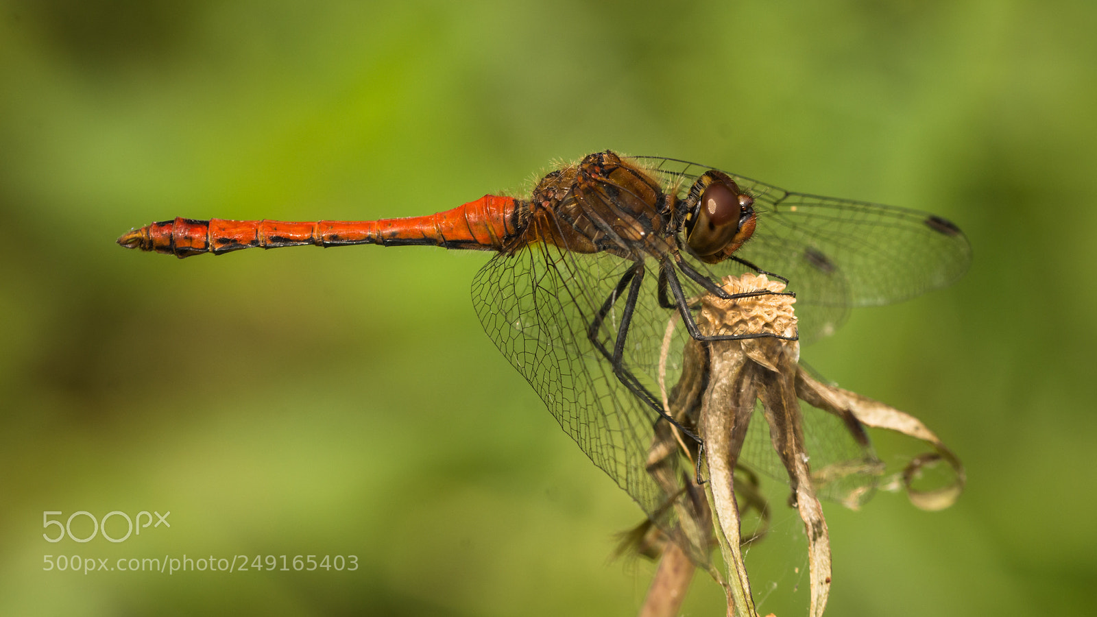 Nikon D7200 sample photo. Ruddy darter photography