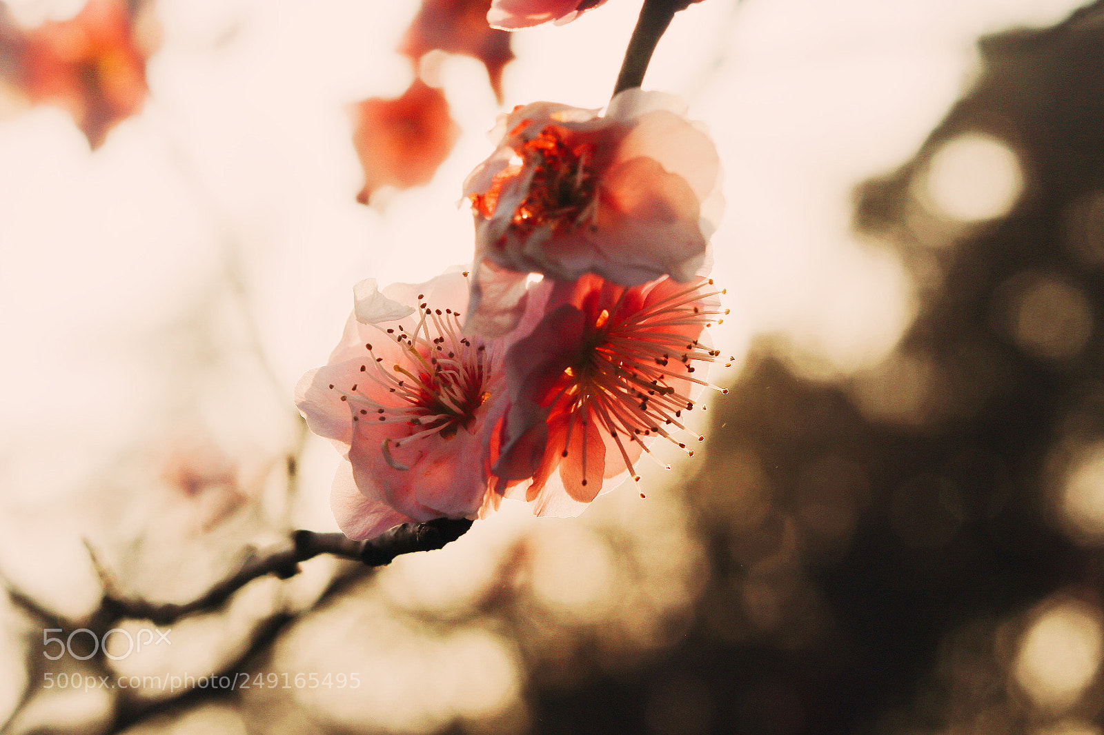 Canon EOS 760D (EOS Rebel T6s / EOS 8000D) sample photo. Untitled photography