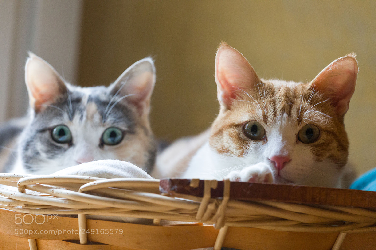 Canon EOS 5D Mark IV sample photo. Mia e pepe photography