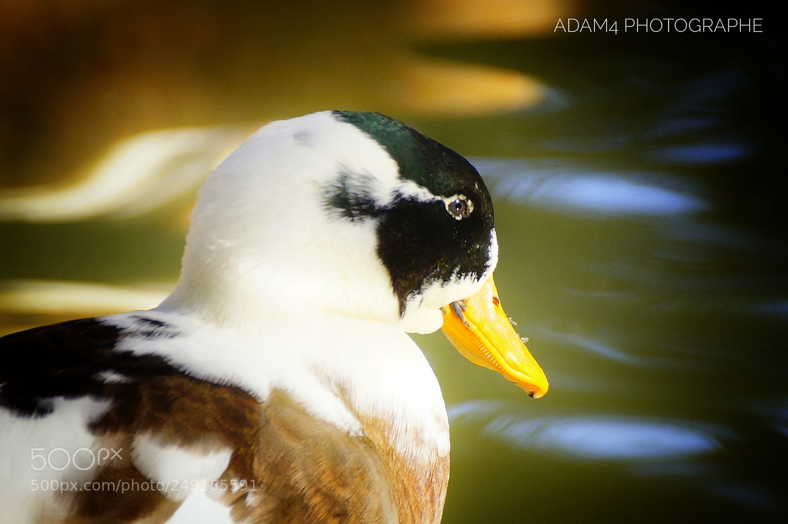 Sony SLT-A65 (SLT-A65V) sample photo. Untitled photography