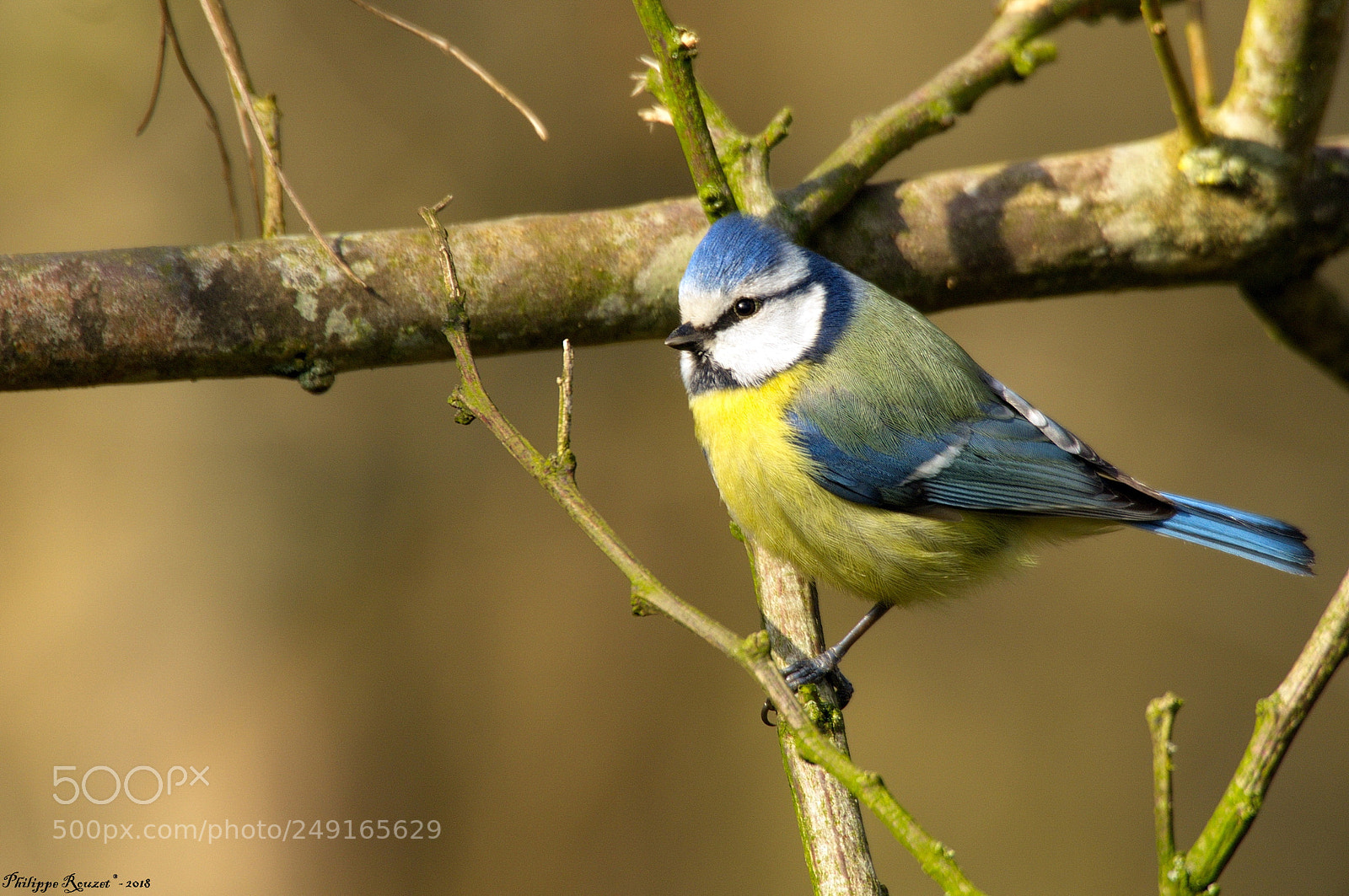 Pentax K-r sample photo. Mésange bleue photography