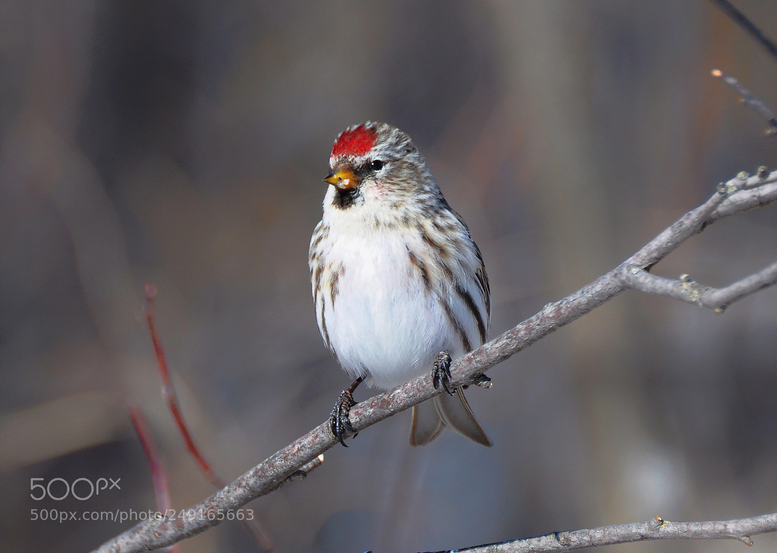 Nikon D90 sample photo. Common redpoll photography