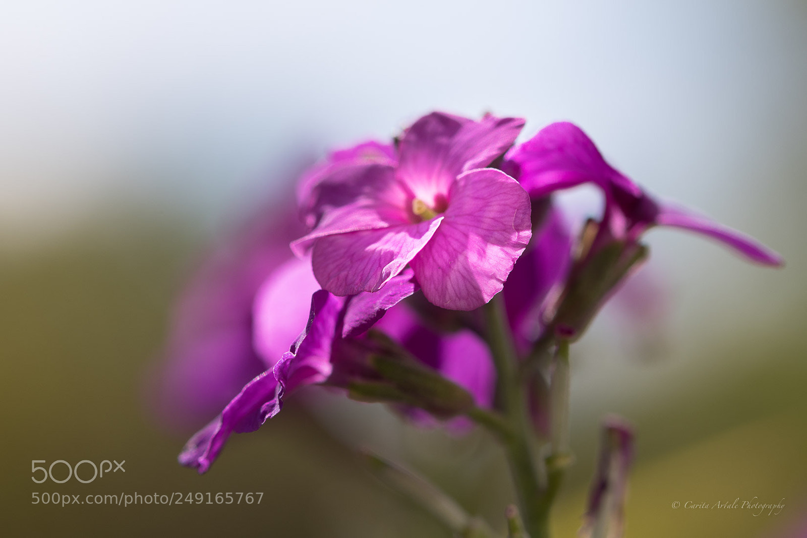 Nikon D500 sample photo. The beauty of flowers photography