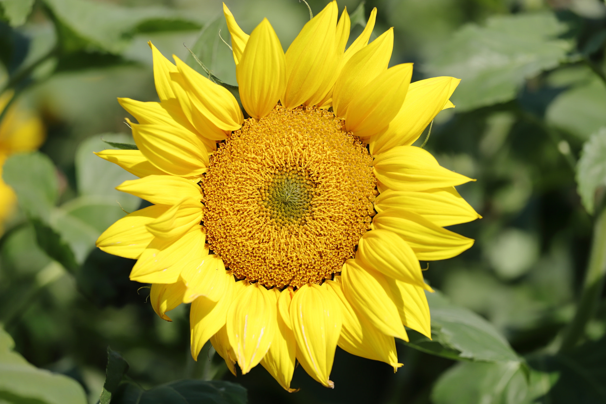 Canon EOS 6D Mark II + Canon EF 70-200mm F4L IS USM sample photo. Img_3693m sunflower, ひまわり, 向日葵 photography