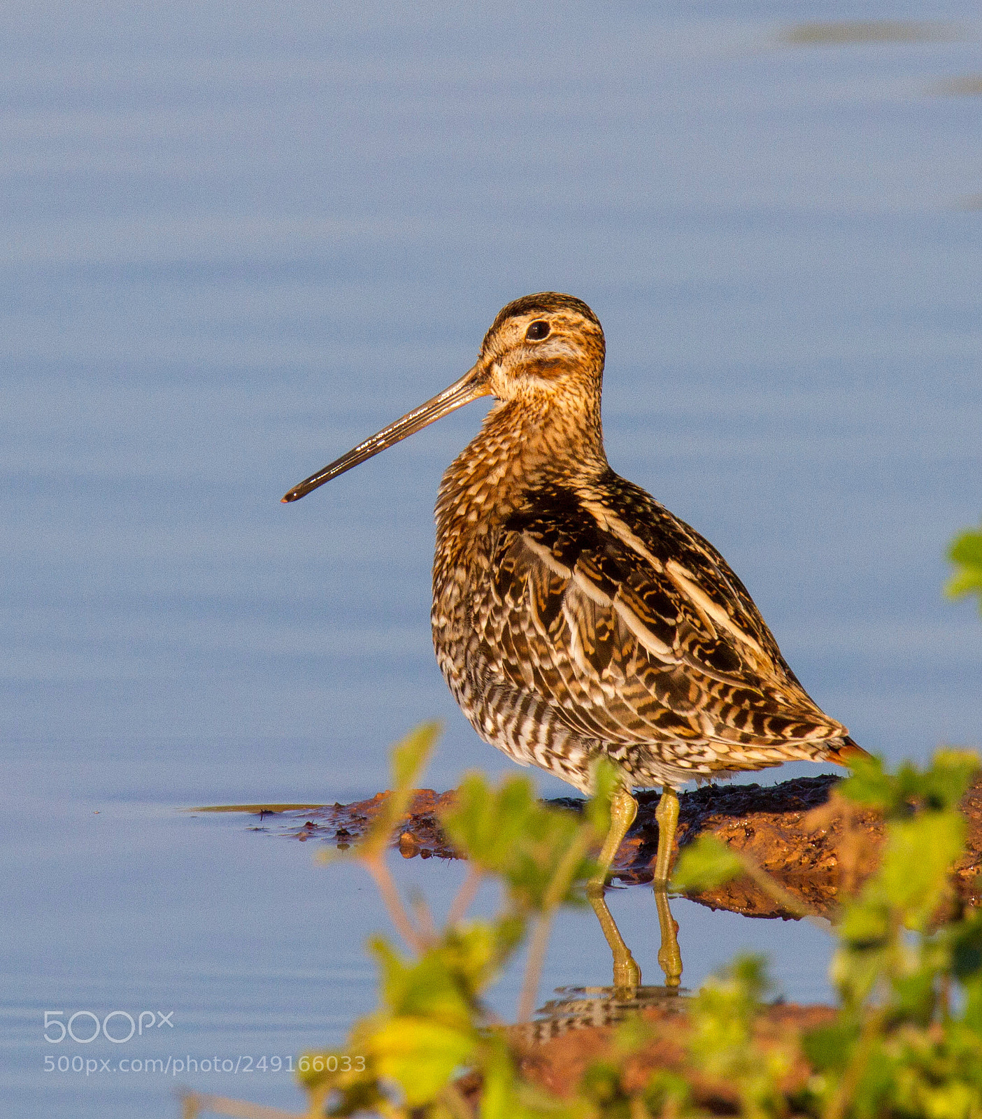Canon EOS 7D sample photo. Wilson's snipe photography