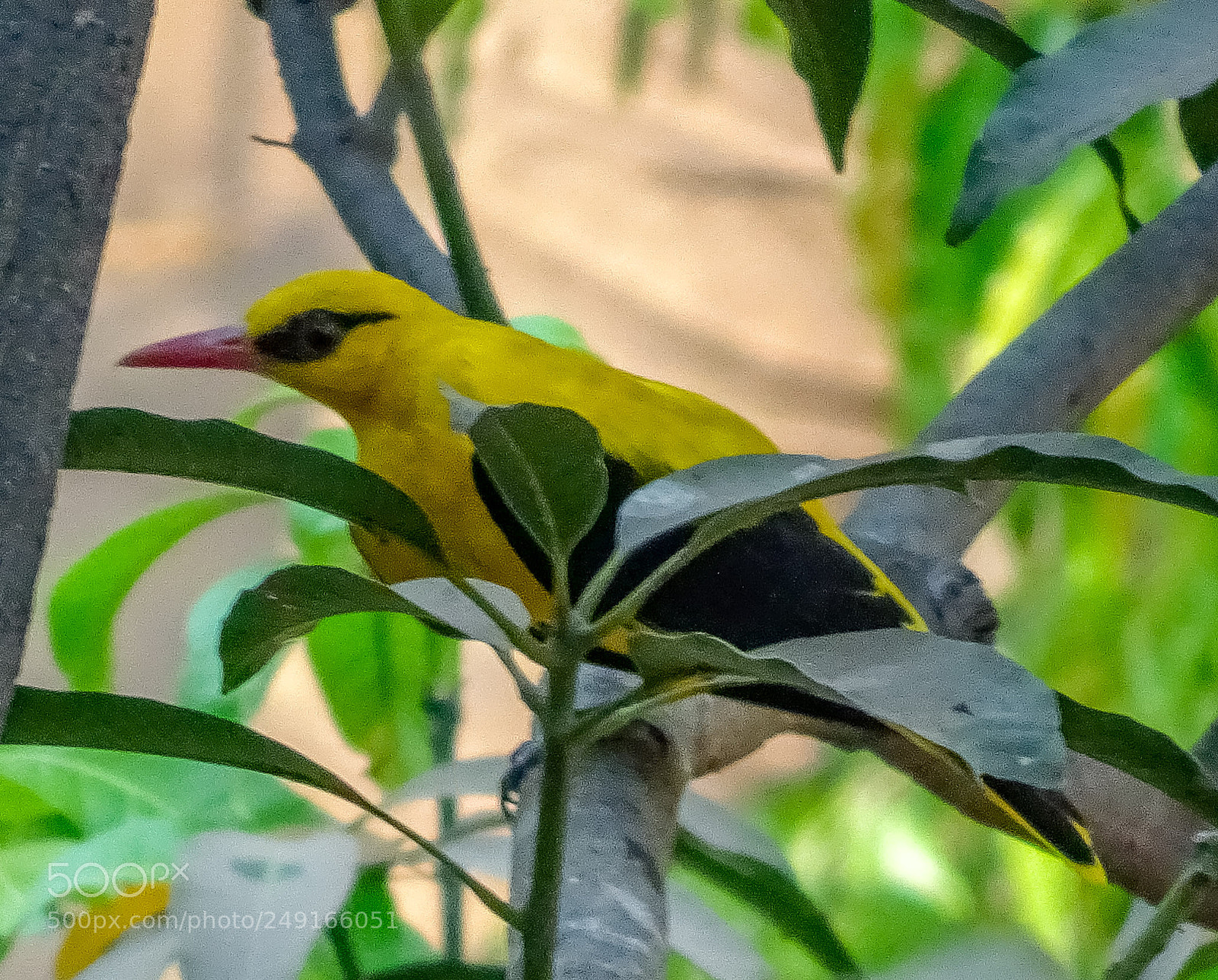 Sony Cyber-shot DSC-HX90V sample photo. Golden oriole 1 photography