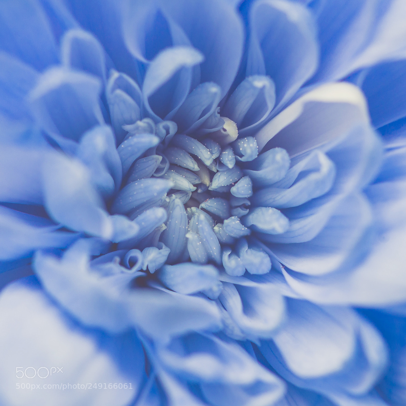 Nikon D800 sample photo. Just a little blue photography