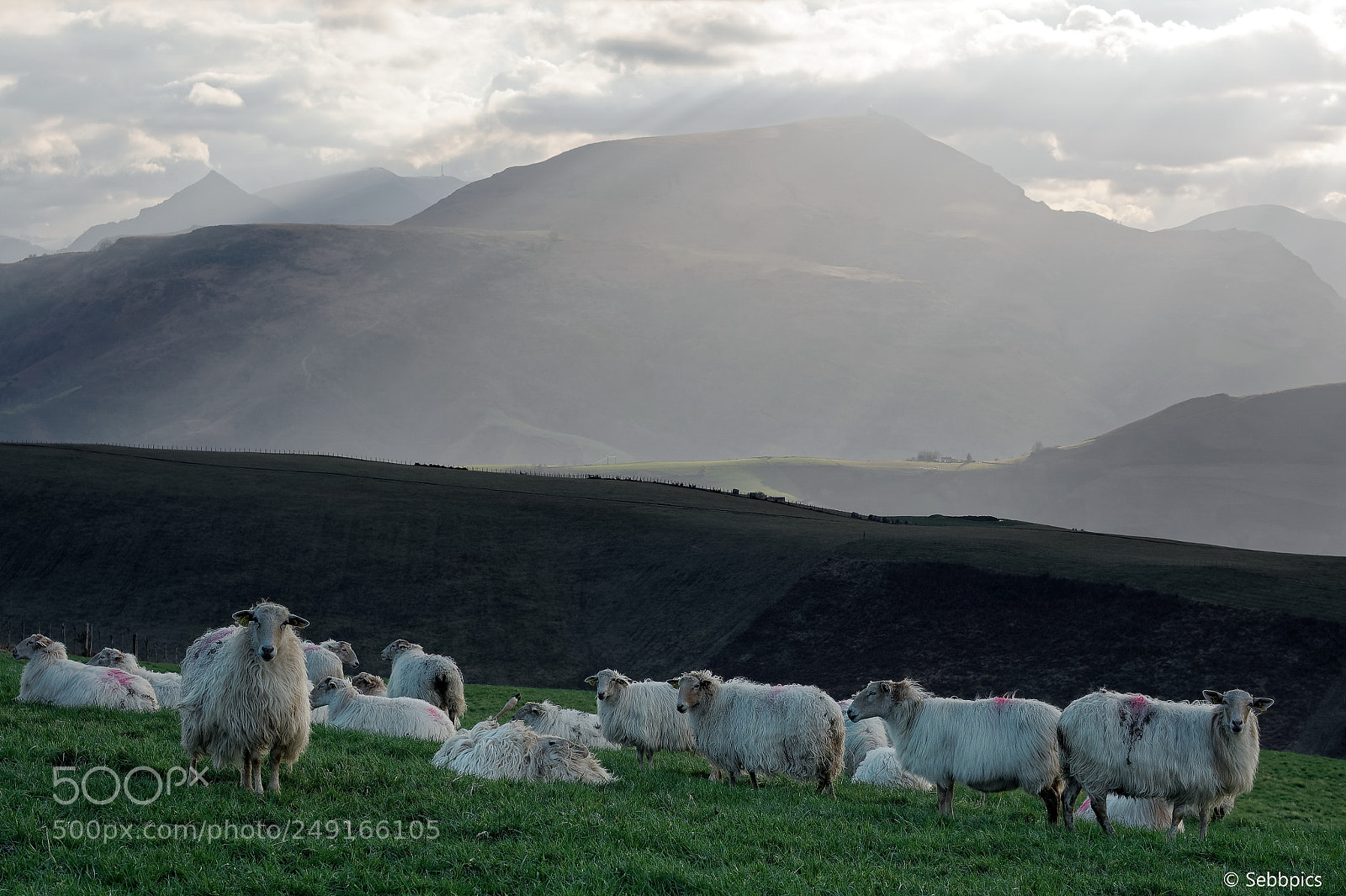 Olympus OM-D E-M5 II sample photo. Basque sheeps photography