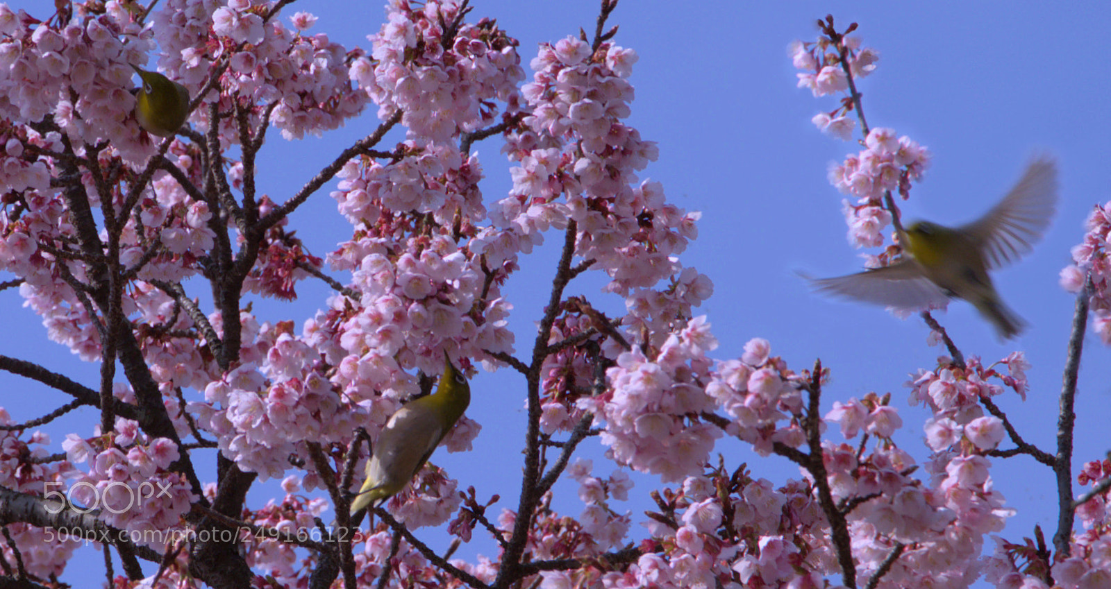 Nikon D800 sample photo. Cherry tree which flowers photography