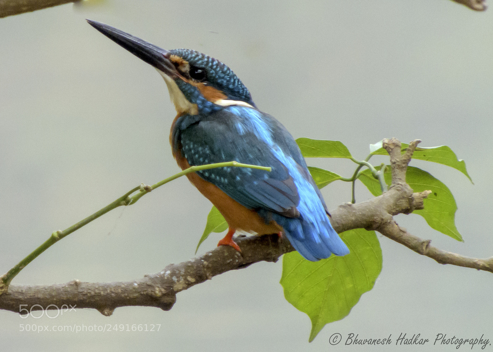 Nikon Coolpix B700 sample photo. Common kingfisher photography