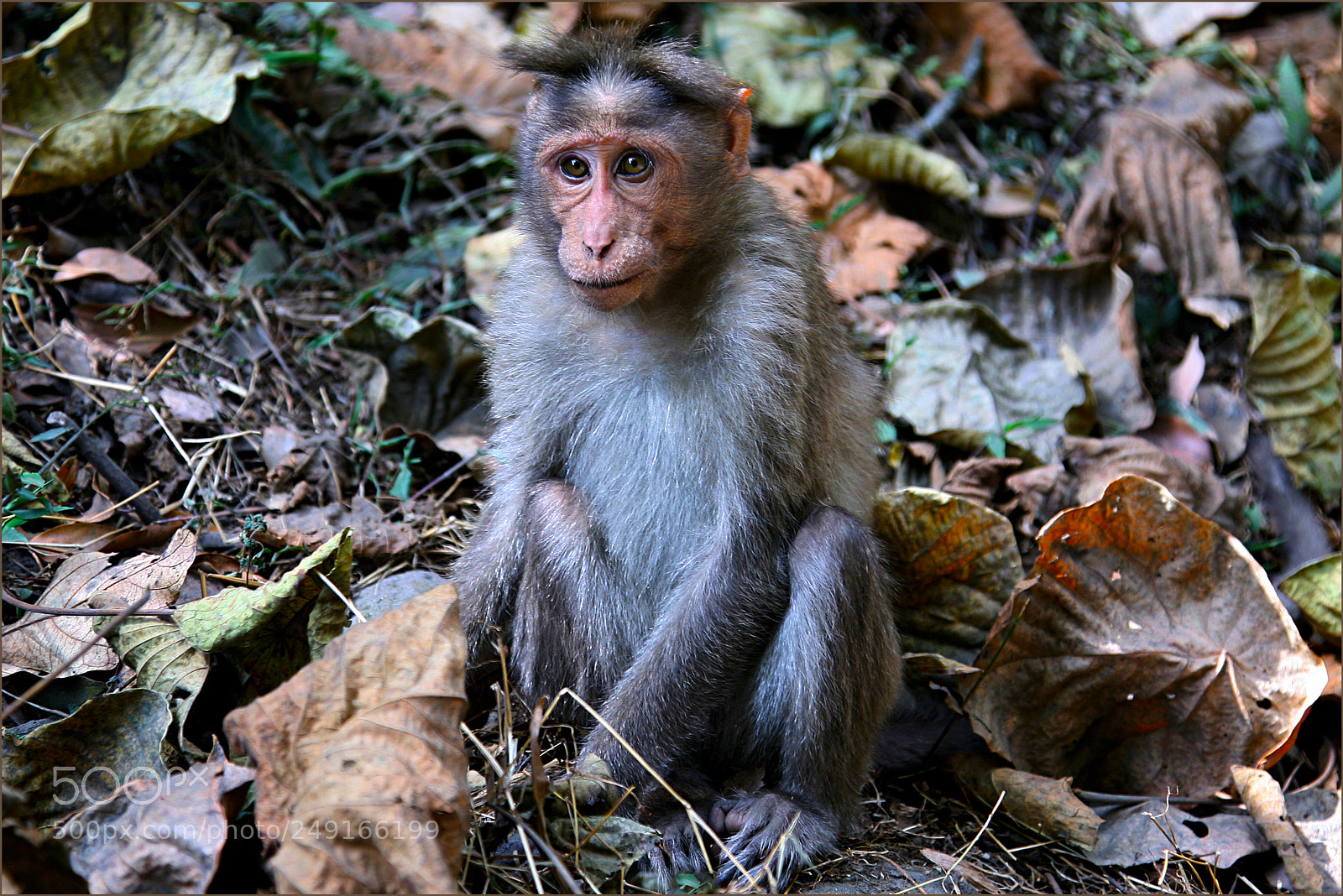 Canon EOS 5D sample photo. Rhesus monkey (macaca mulatta) photography