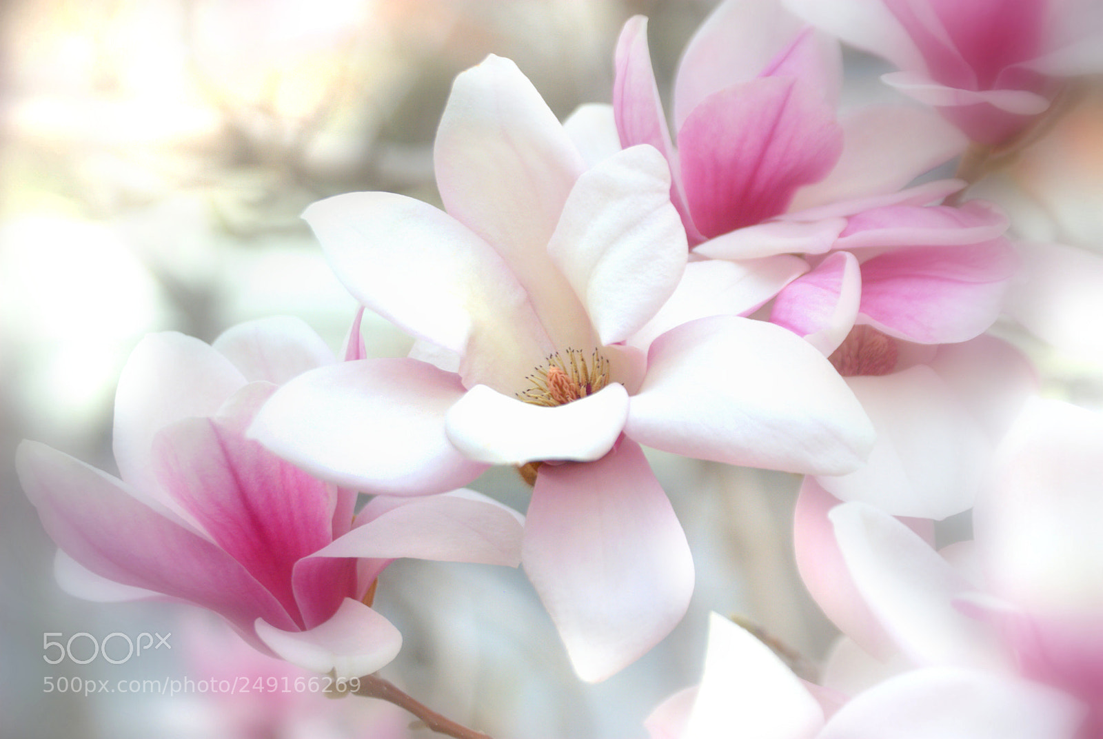 Nikon D3000 sample photo. Magnolia flowers photography