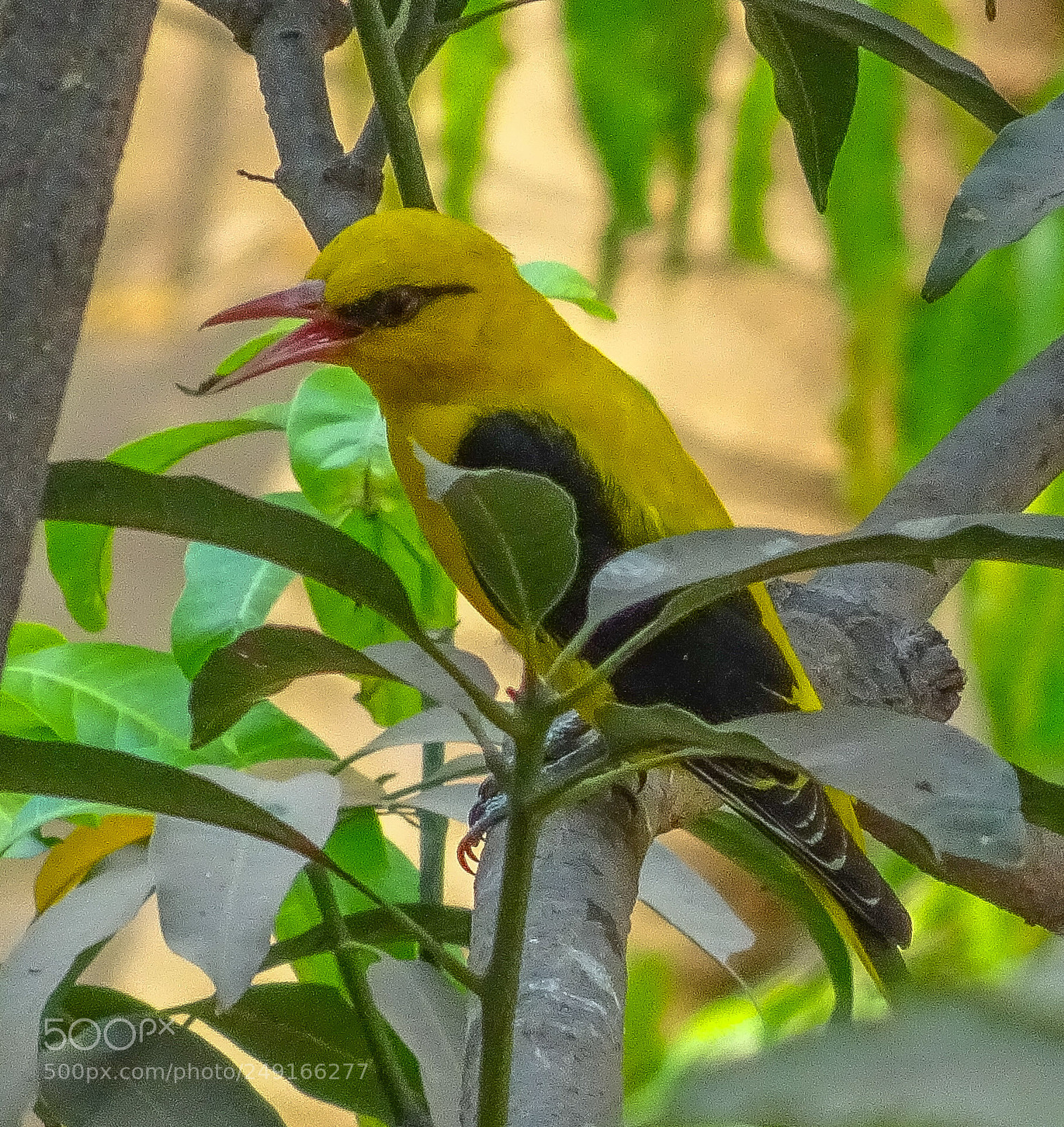 Sony Cyber-shot DSC-HX90V sample photo. Golden oriole 2 photography