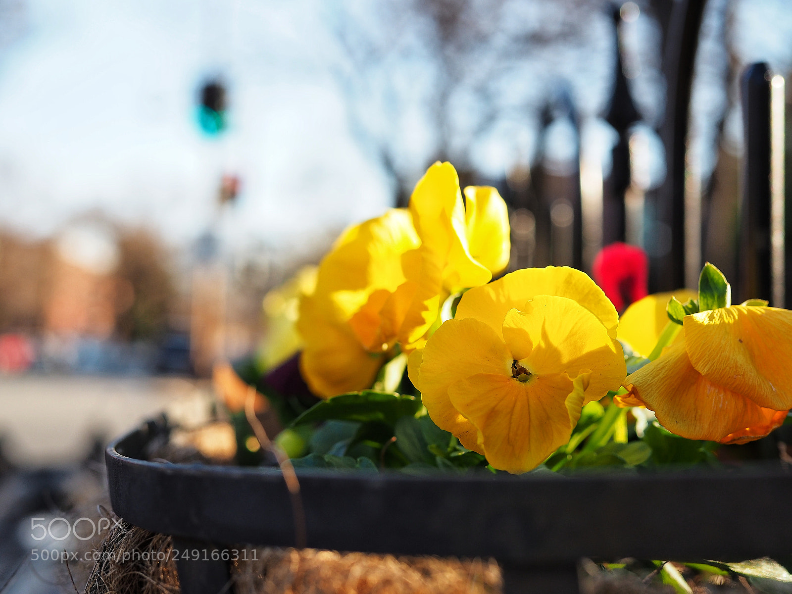 Olympus OM-D E-M5 II sample photo. Stop and smell photography