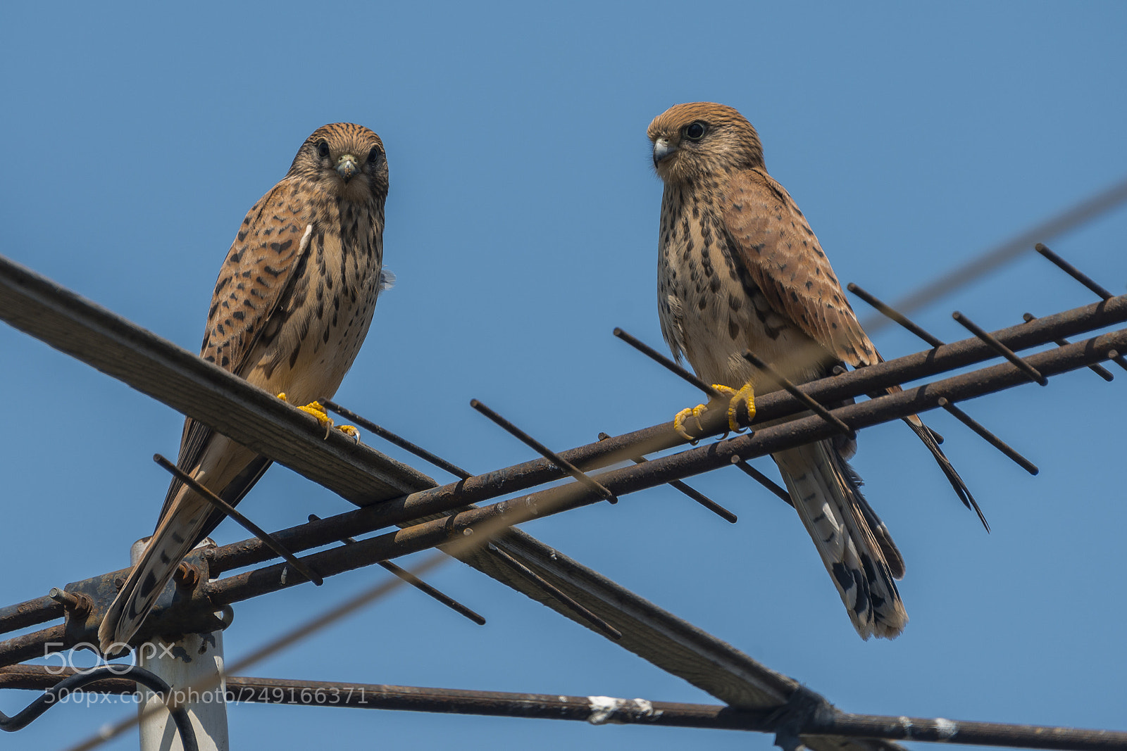 Nikon D800 sample photo. Couple photography