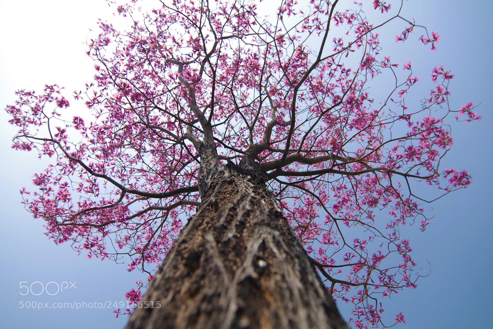 Pentax K-S2 sample photo. 紅花風鈴木 tabebuia rosea photography