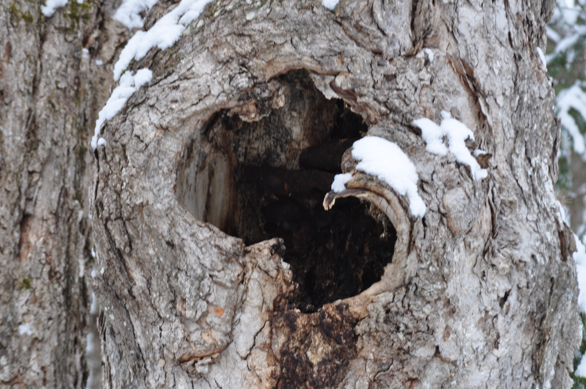 Nikon D5000 sample photo. A hiding place photography