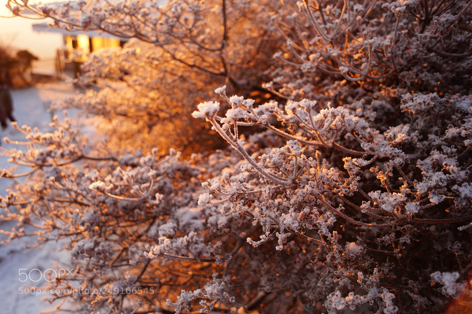Sony SLT-A58 sample photo. 初日の出、雪 photography