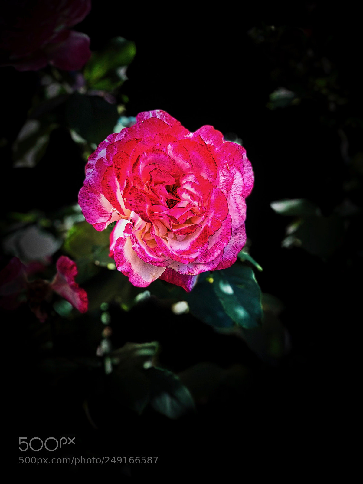 Apple iPhone X sample photo. A beautiful rose starting photography