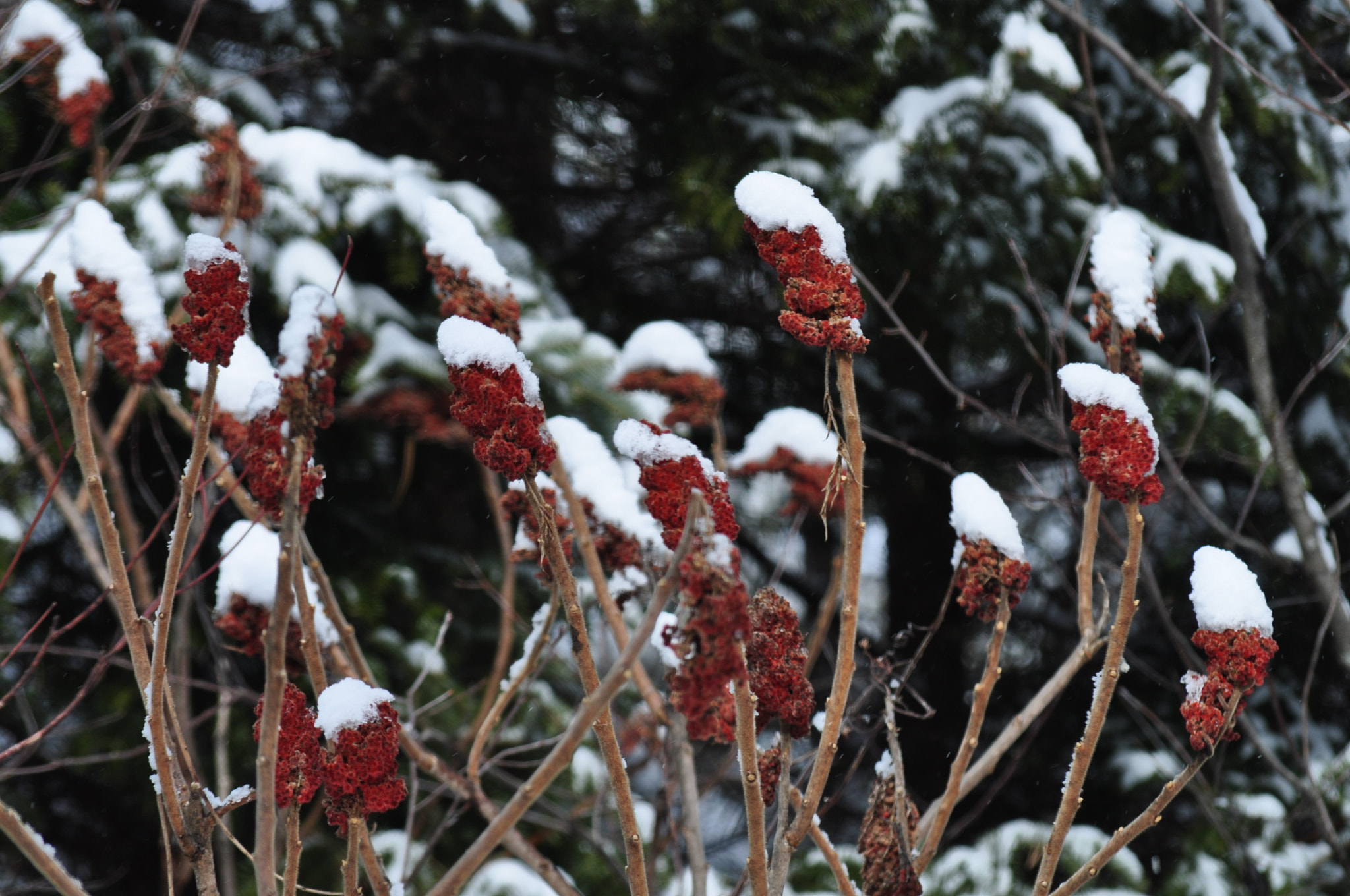 Nikon D5000 sample photo. Snow team sumac photography