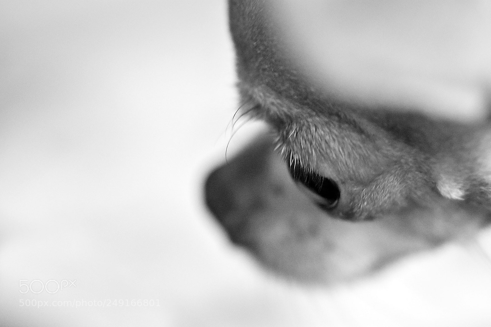 Nikon D7200 sample photo. Mirada perduda photography