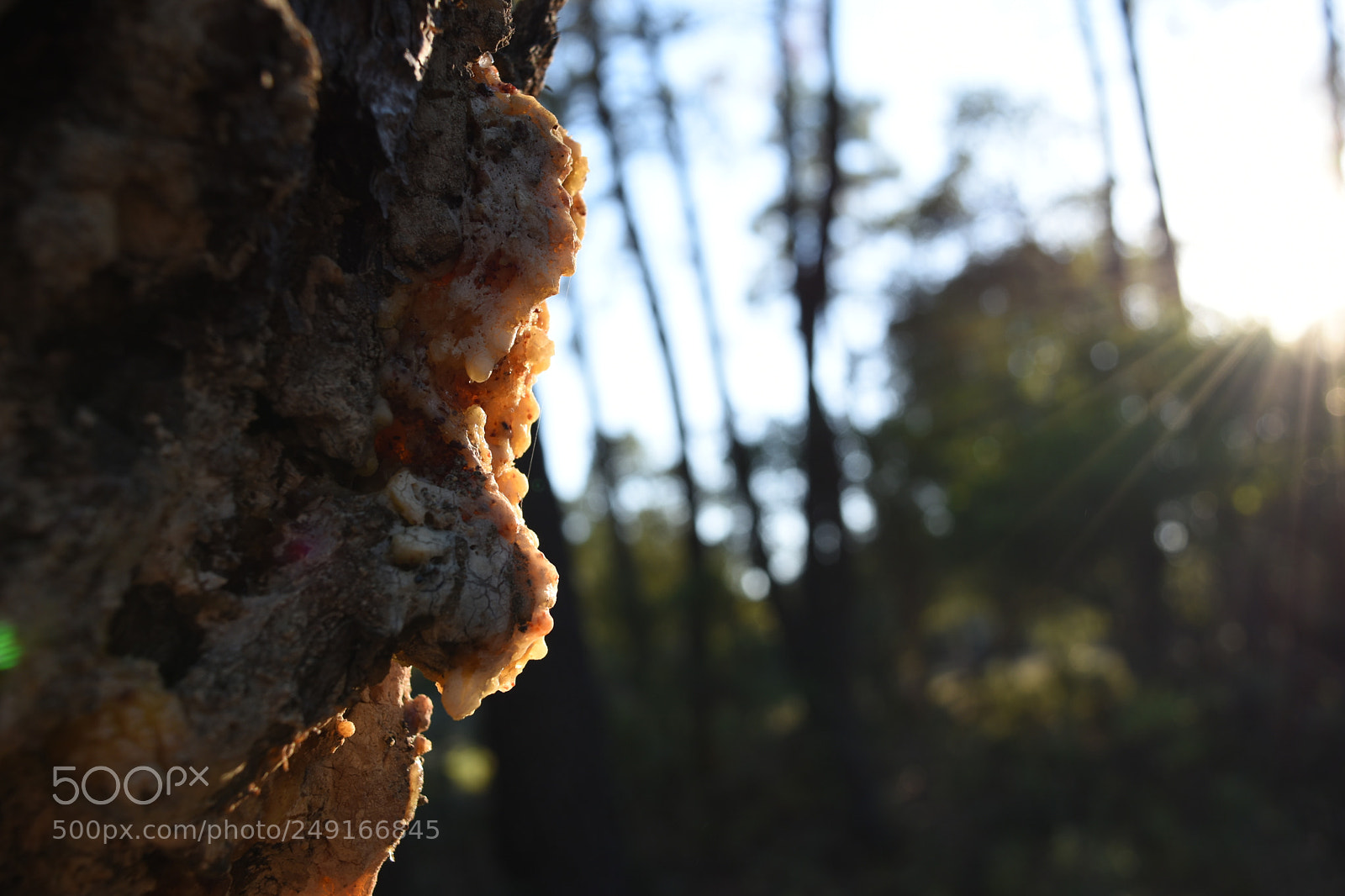 Nikon D5500 sample photo. Untitled photography