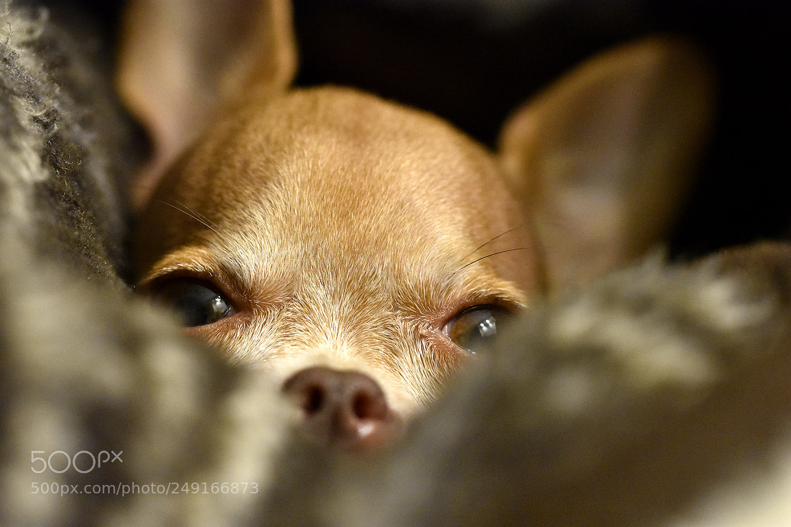 Nikon D7200 sample photo. A l'aguait photography